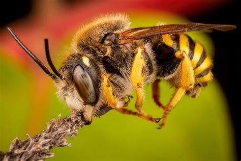 tipos de abelhas